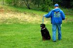 Auburn, Ca. Dog Training