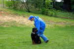 Auburn, Ca. Dog Training