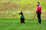 Auburn, Ca. Dog Training