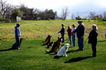 Auburn, Ca. Dog Training