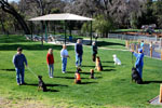 Auburn, Ca. Dog Training