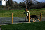 Auburn, Ca. Dog Training