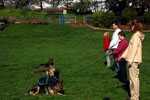 Auburn, Ca. Dog Training