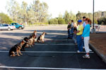 Auburn, Ca. Dog Training