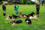 Auburn, Ca. Dog Training