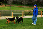 Auburn, Ca. Dog Training