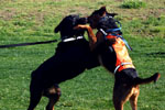 Auburn, Ca. Dog Training